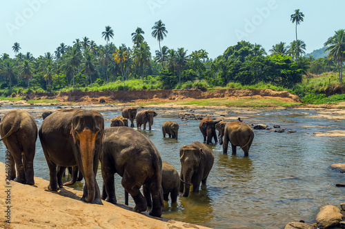 Elephants family Asia water of jungle