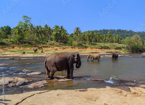 Elephant water of jungle Sri Lanka.