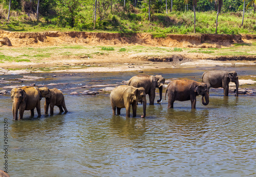 Canvas Print Elephants family Asia water of jungle