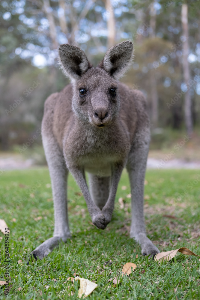 Kangaroos outside Australian Holiday Home 