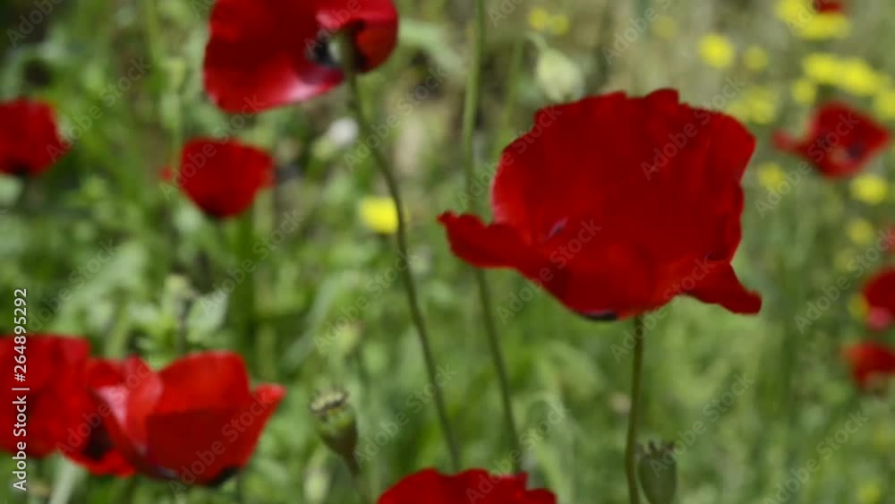 Anemone coronaria flowers moving by the wind Anemone coronaria flowers moving by the wind