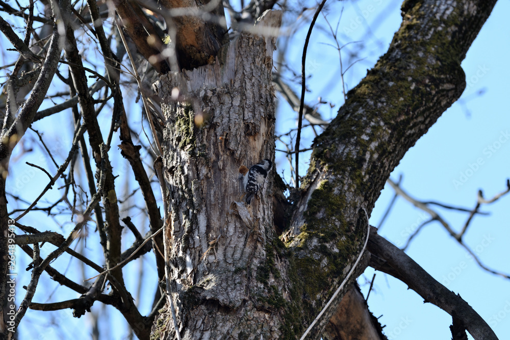 Spotted woodpecker (Dendrocopos) sitting on a tree in the spring forest Spotted woodpecker (Dendrocopos) sitting on a tree in the spring forest