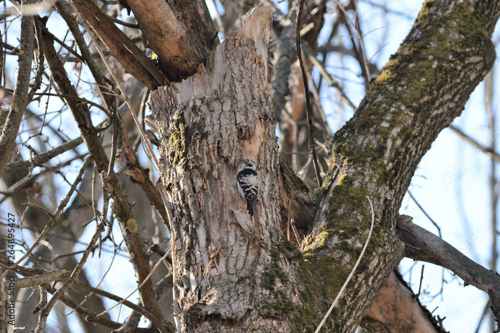 Spotted woodpecker (Dendrocopos) sitting on a tree in the spring forest Spotted woodpecker (Dendrocopos) sitting on a tree in the spring forest