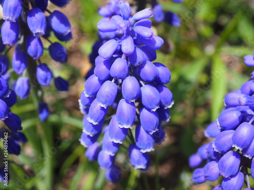 Muscari