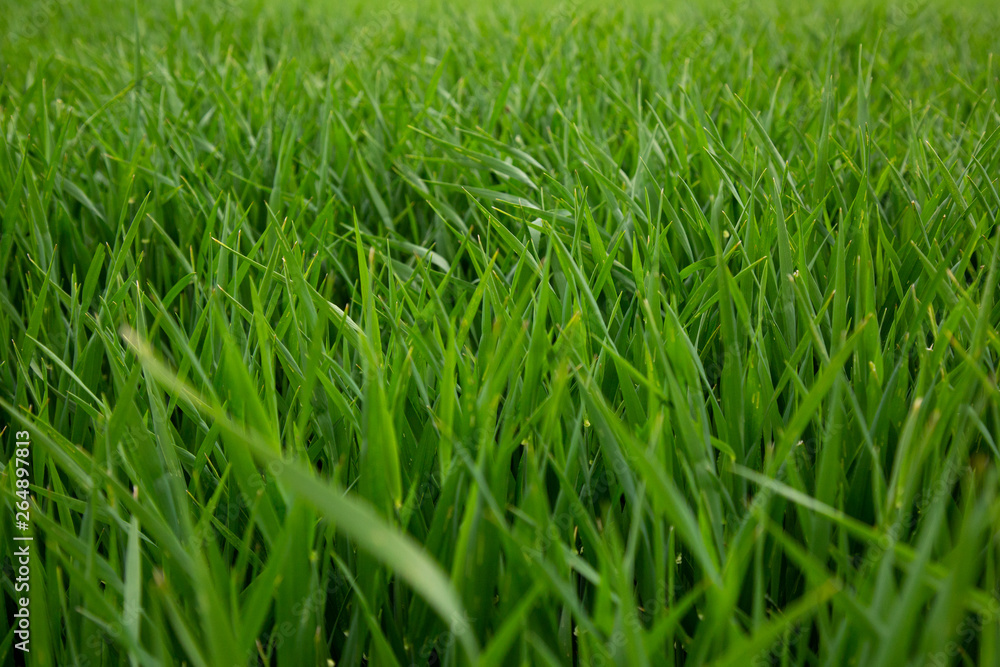 Gras Wiese Rasen Gras Wiese Rasen