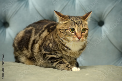 shorthair cat with a marble color on a blue background with a frightened look