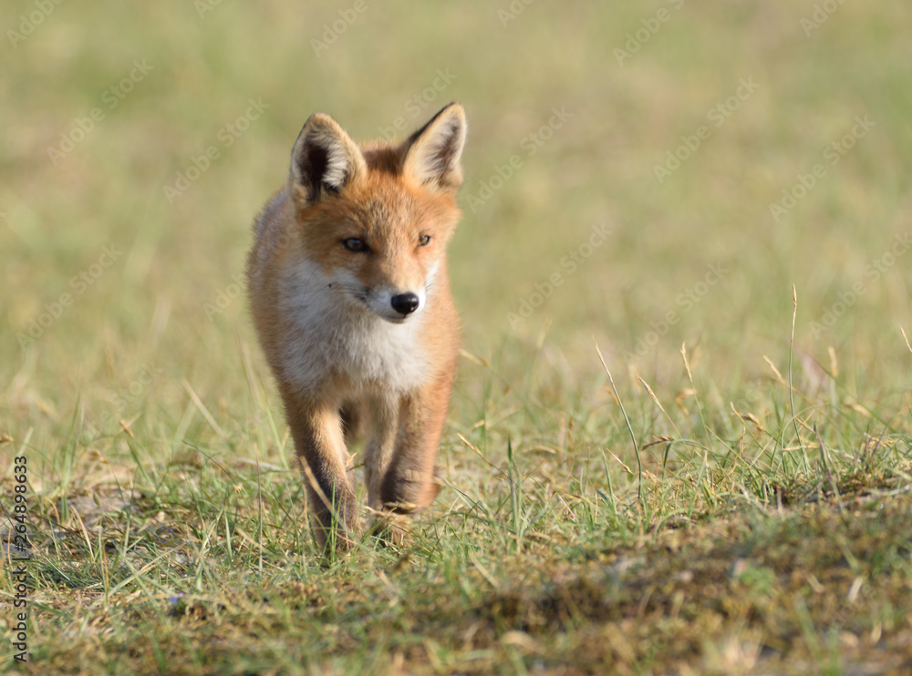 young fox walks through the dunes and explores its surroundings. photo was made in the Amsterdam Water Supply Dunes in the Netherlands young fox walks through the dunes and explores its surroundings. photo was made in the Amsterdam Water Supply Dunes in the Netherlands