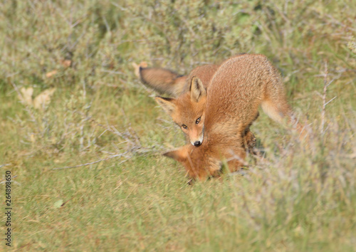 Two young foxes playing in the Amsterdam Waterleiding Duinen in the Netherlands