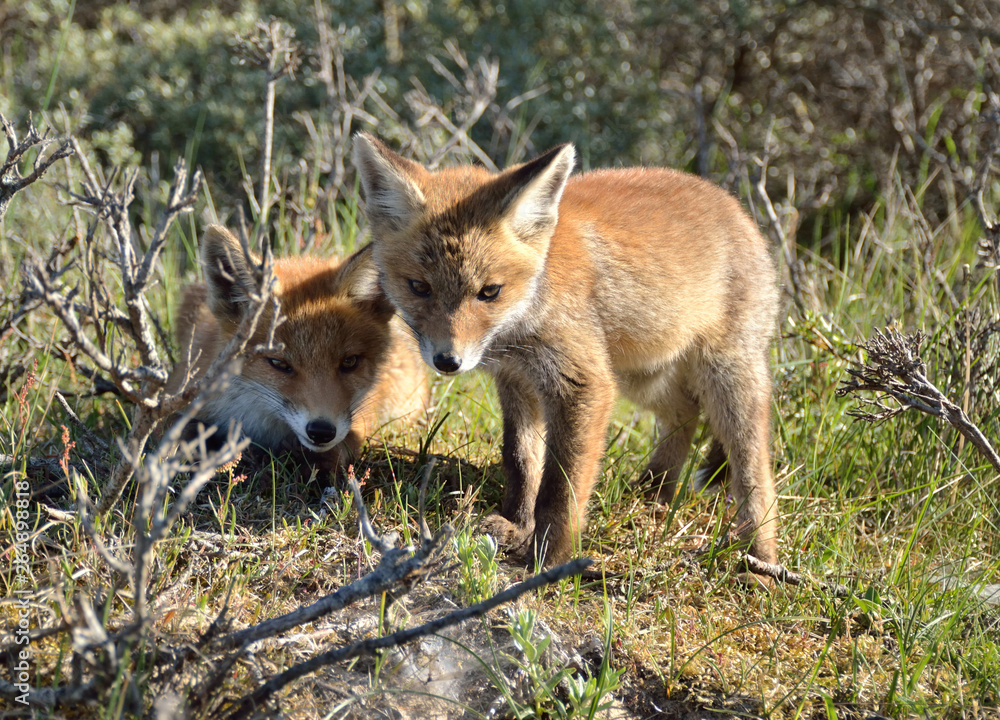 Obraz premium Two young foxes playing in the Amsterdam Waterleiding Duinen in the Netherlands