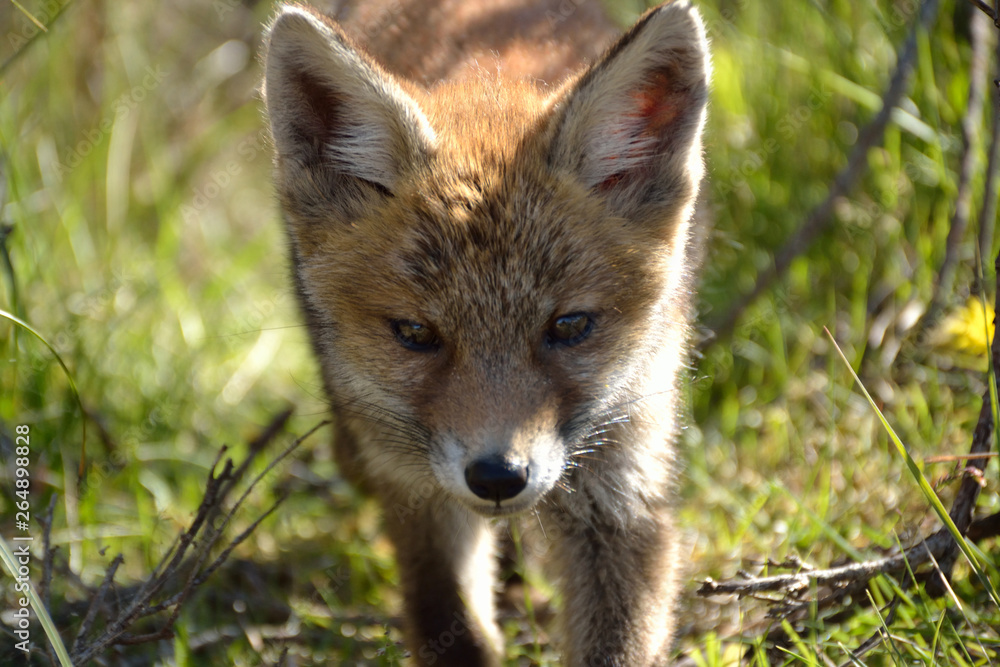 young fox comes close to explore its surroundings. photo was made in the Amsterdam Water Supply Dunes in the Netherlands young fox comes close to explore its surroundings. photo was made in the Amsterdam Water Supply Dunes in the Netherlands