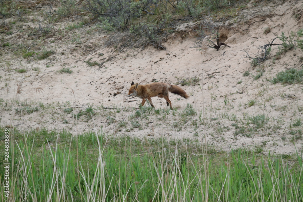 Fox during his walk through the dunes looking for prey. photo was made in the Amsterdam Water Supply Dunes in the Netherlands Fox during his walk through the dunes looking for prey. photo was made in the Amsterdam Water Supply Dunes in the Netherlands