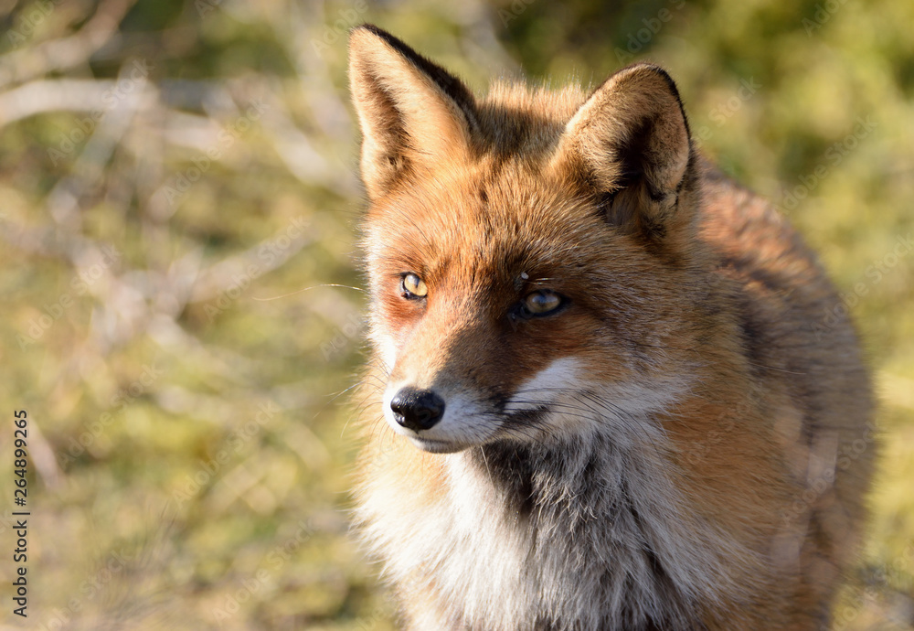 Obraz premium Fox close up during his walk through the dunes looking for prey. photo was made in the Amsterdam Water Supply Dunes in the Netherlands