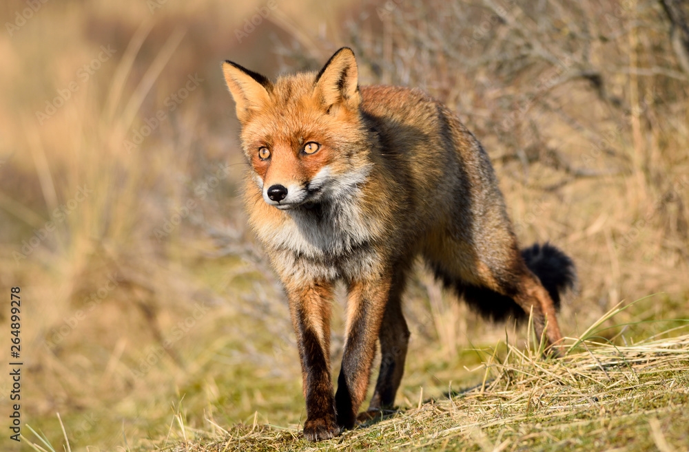 Fototapeta premium Fox close up during his walk through the dunes looking for prey. photo was made in the Amsterdam Water Supply Dunes in the Netherlands