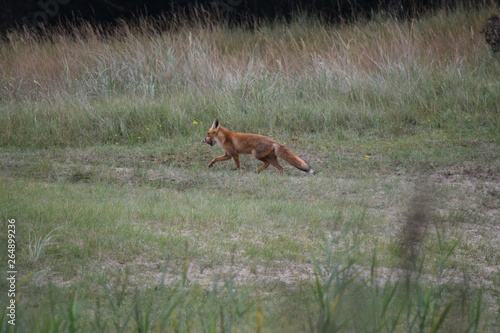 Fototapeta Naklejka Na Ścianę i Meble -  fox has found a sausage and brings it quickly to a safe place. photo was made in the Amsterdam Waterleidingduinen in the Netherlands
