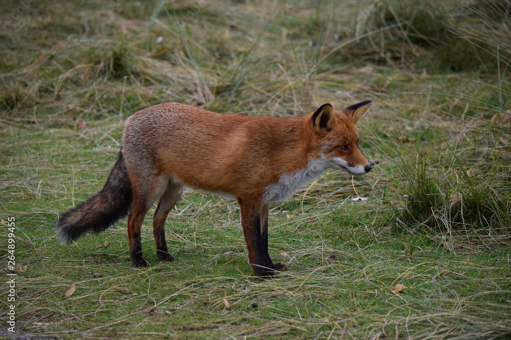 Fox close up during his walk through the dunes looking for prey. photo was made in the Amsterdam Water Supply Dunes in the Netherlands Fox close up during his walk through the dunes looking for prey. photo was made in the Amsterdam Water Supply Dunes in the Netherlands
