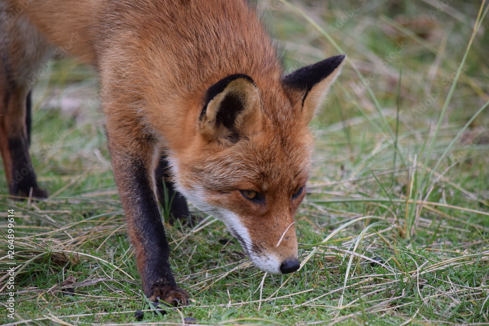 Obraz premium Fox close up during his walk through the dunes looking for prey. photo was made in the Amsterdam Water Supply Dunes in the Netherlands