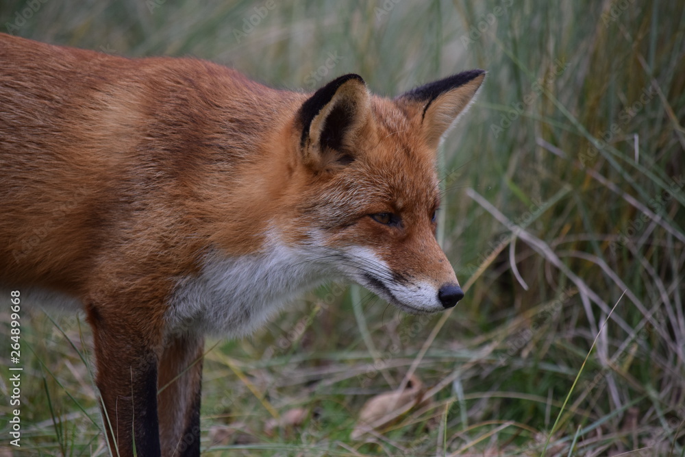 Fox close up during his walk through the dunes looking for prey. photo was made in the Amsterdam Water Supply Dunes in the Netherlands Fox close up during his walk through the dunes looking for prey. photo was made in the Amsterdam Water Supply Dunes in the Netherlands