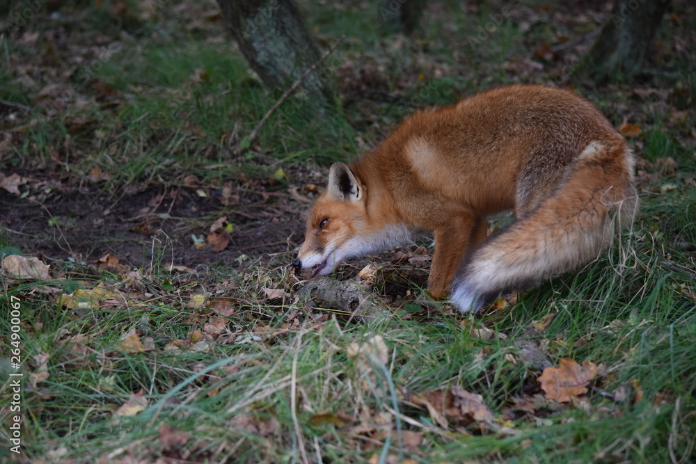 Obraz premium Fox digs up its hidden food again to eat. photo was made in the Amsterdam Waterleidingduinen in the Netherlands