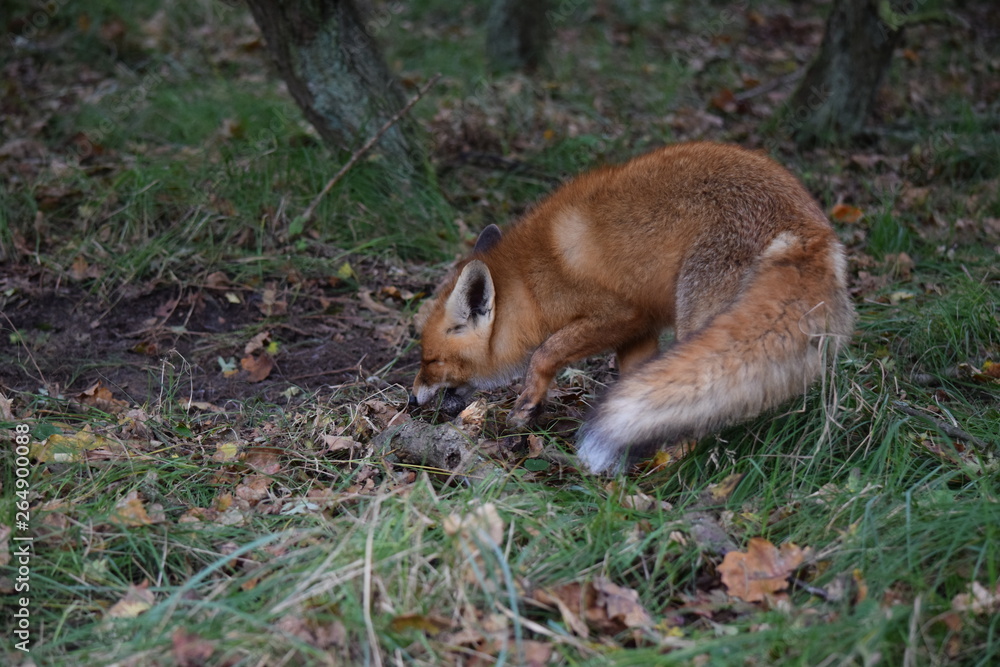 Fox digs up its hidden food again to eat. photo was made in the Amsterdam Waterleidingduinen in the Netherlands Fox digs up its hidden food again to eat. photo was made in the Amsterdam Waterleidingduinen in the Netherlands
