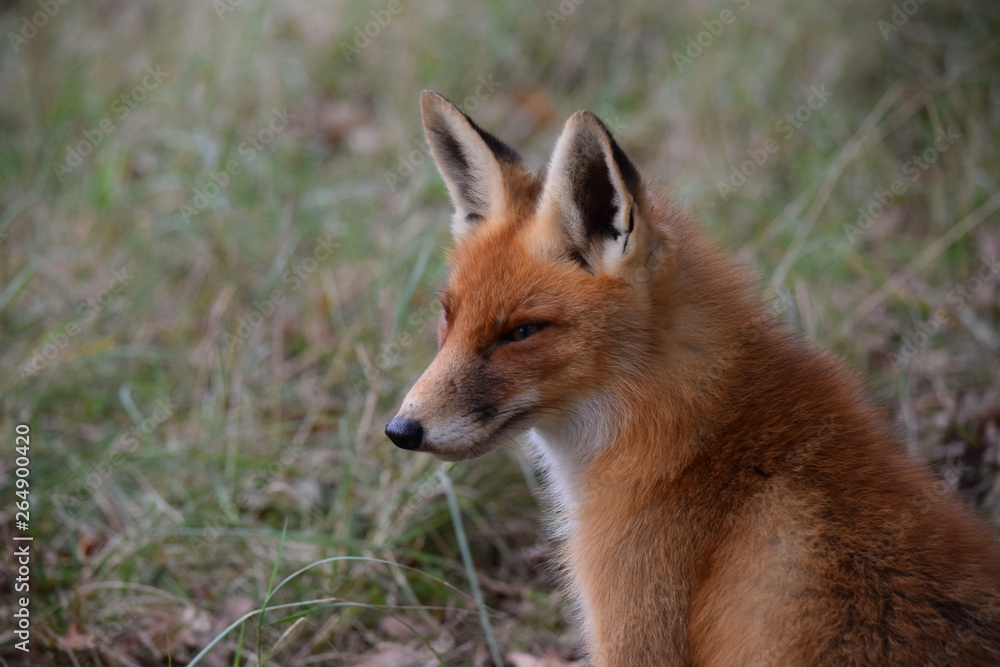 seated fox is resting and looking around while hunting for prey. photo was made in the Amsterdam Waterleidingduinen in the Netherlands seated fox is resting and looking around while hunting for prey. photo was made in the Amsterdam Waterleidingduinen in the Netherlands