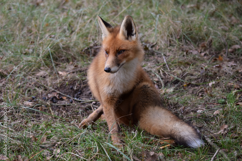 Fototapeta premium seated fox is resting and looking around while hunting for prey. photo was made in the Amsterdam Waterleidingduinen in the Netherlands