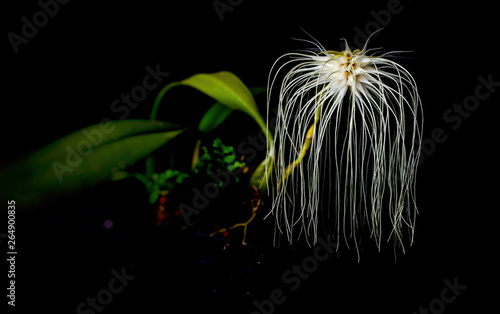 Bulbophyllum medusae,commonly know as the Medusa orchid is a species of epphytic orchid with a creeping rhizome and a single leaf about 100 mm (3.9)long emerging from the top of each pseudobulb photo