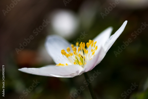 Anemone nemorosa, close up of white flower head photo