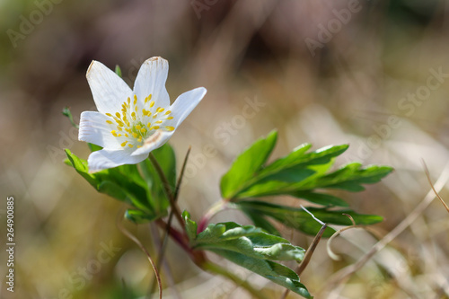 Anemone nemorosa, close up of white flower head
