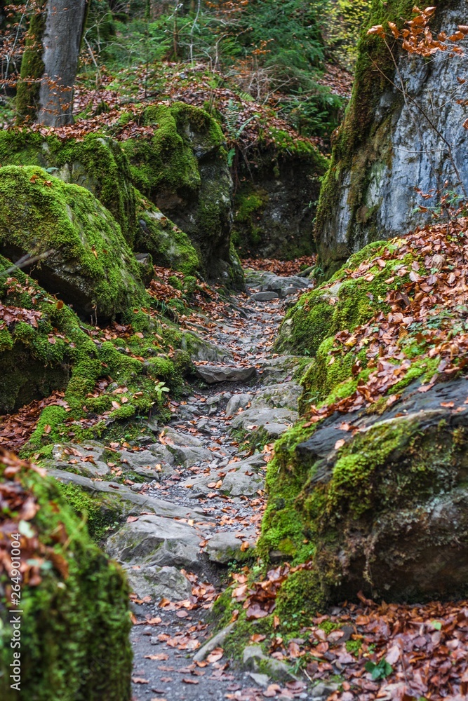 Trail through a mysterious dark old forest . Autumn. switzerland Trail through a mysterious dark old forest . Autumn. switzerland