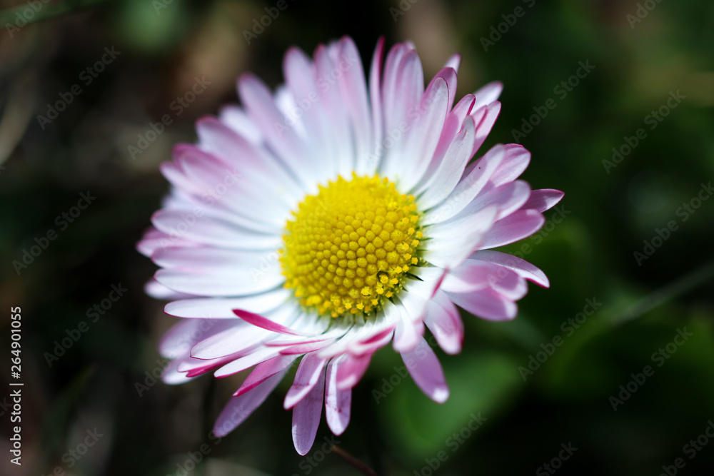 White and pink Bellis perennis, close up of flower head White and pink Bellis perennis, close up of flower head