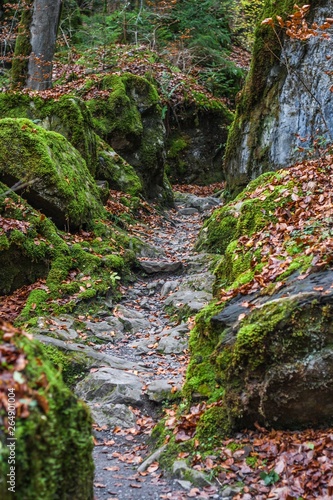 Trail through a mysterious dark old forest . Autumn. switzerland