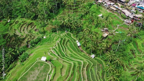 Rice cultivation in Asia, agriculture near the equator. Countryside and ultivation. Rural area with peasants and workers. Beautiful rice terraces view from top. Shoot with Drone on a sunny day. photo