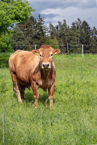 Braune Kuh auf der Weide © Sonja Birkelbach