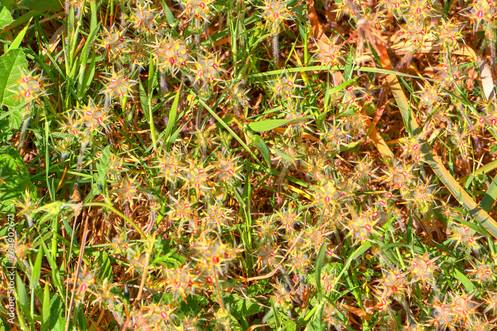 Trifolium Stellatum - Starry Clover , Stellate Clover , Star Clover Natural Texture Trifolium Stellatum - Starry Clover , Stellate Clover , Star Clover Natural Texture
