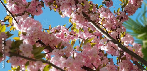 Cherries pink flowers spring cherry 