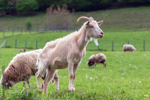 Ziege mit Schafen auf einer Weide © Sonja Birkelbach