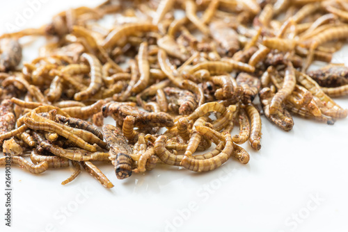 Fried cricket larvae