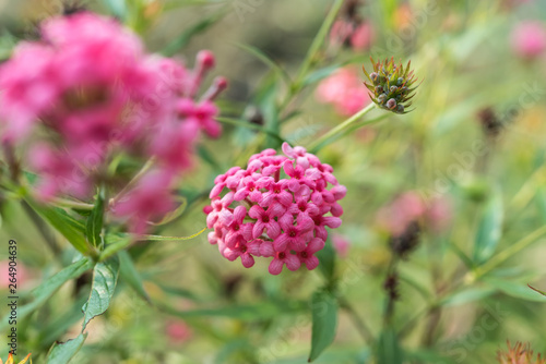Flower (Ixora Flower) pink color in the garden