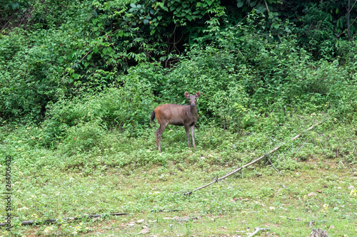 Deer is eating grass in the forest. khlong saeng wildlife sanctuary. Thailand.
