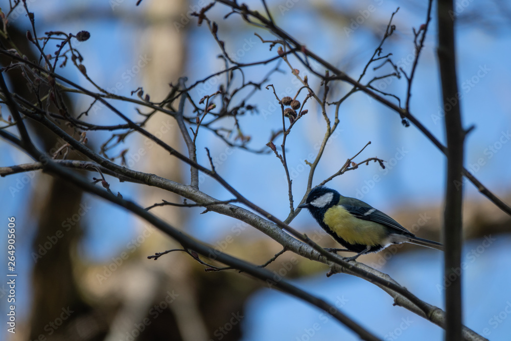 Naklejka premium Great tit (Parus major) on a branch in a garden.