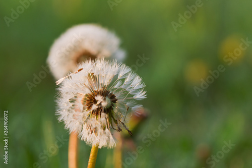 Photos Seadhead or blowball of a Dandelion, covered with small dew drops