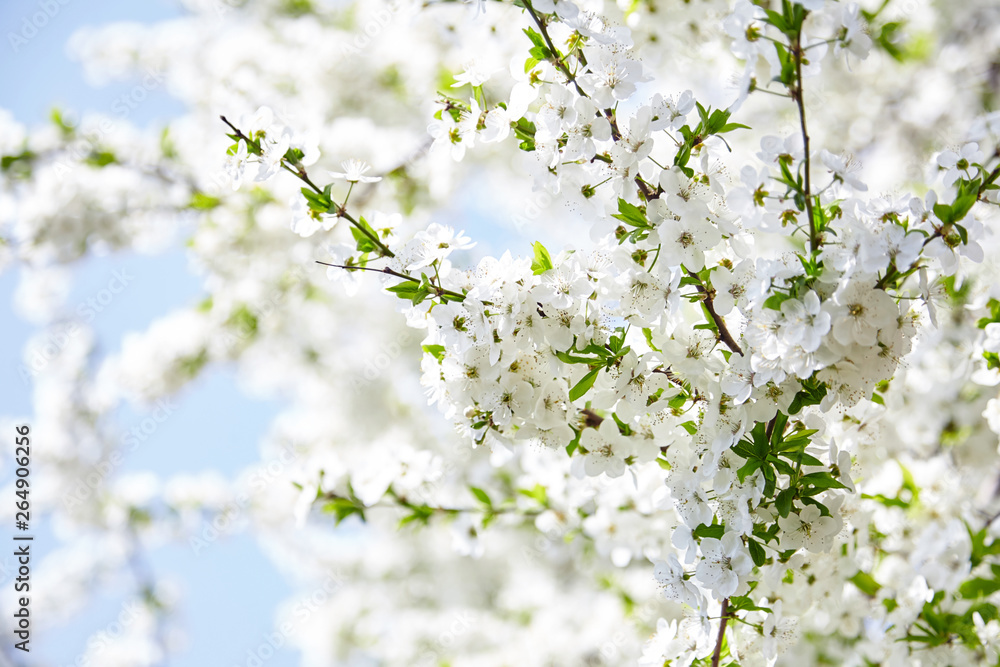 Plum blossom, white flowers on branches of tree, season of blooming garden, spring nature, sunny day, floral background