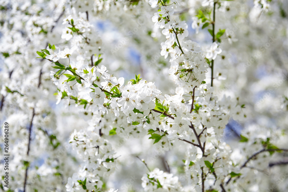 Plum blossom, white flowers on branches of tree, season of blooming garden, spring nature, sunny day, floral background Plum blossom, white flowers on branches of tree, season of blooming garden, spring nature, sunny day, floral background