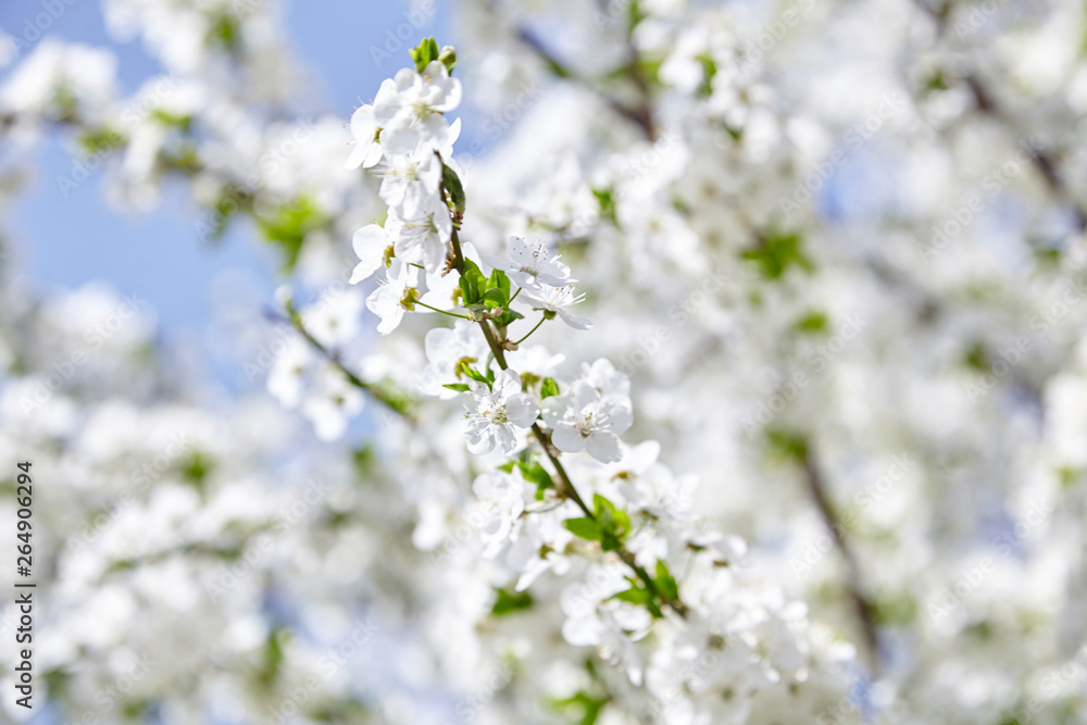 Plum blossom, white flowers on branches of tree, season of blooming garden, spring nature, sunny day, floral background Plum blossom, white flowers on branches of tree, season of blooming garden, spring nature, sunny day, floral background