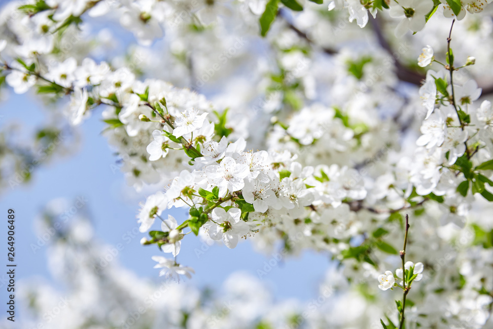 Plum blossom, white flowers on branches of tree, season of blooming garden, spring nature, sunny day, floral background