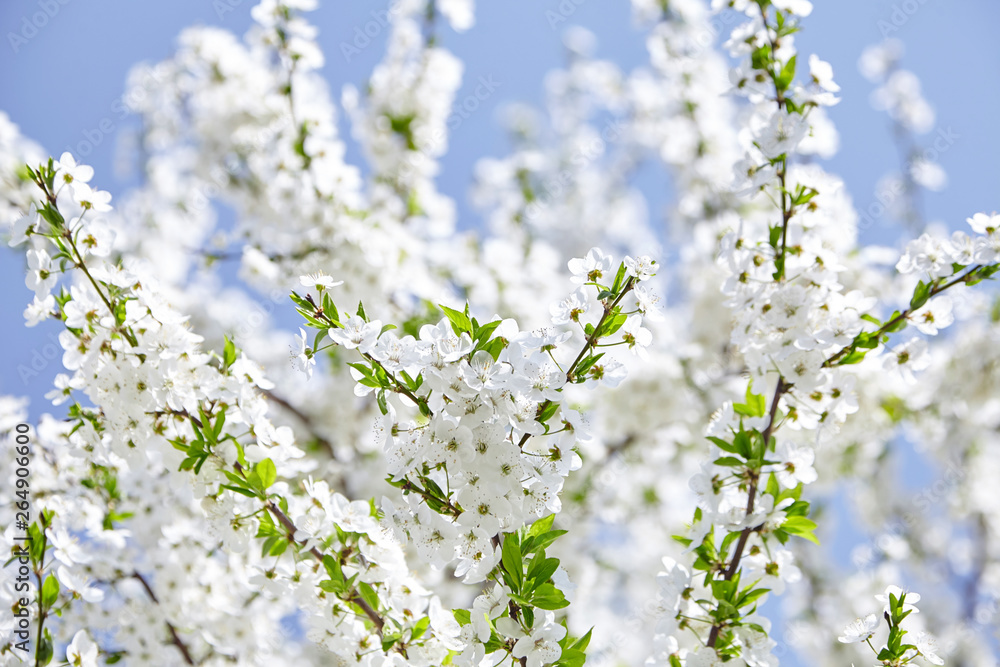 Plum blossom, white flowers on branches of tree, season of blooming garden, spring nature, sunny day, floral background Plum blossom, white flowers on branches of tree, season of blooming garden, spring nature, sunny day, floral background