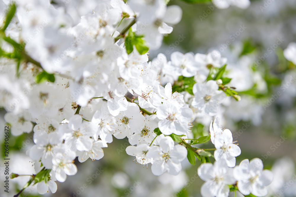 Plum blossom, white flowers on branches of tree, season of blooming garden, spring nature, sunny day, floral background