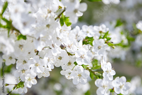 Plum blossom, white flowers on branches of tree, season of blooming garden, spring nature, sunny day, floral background © mikeosphoto