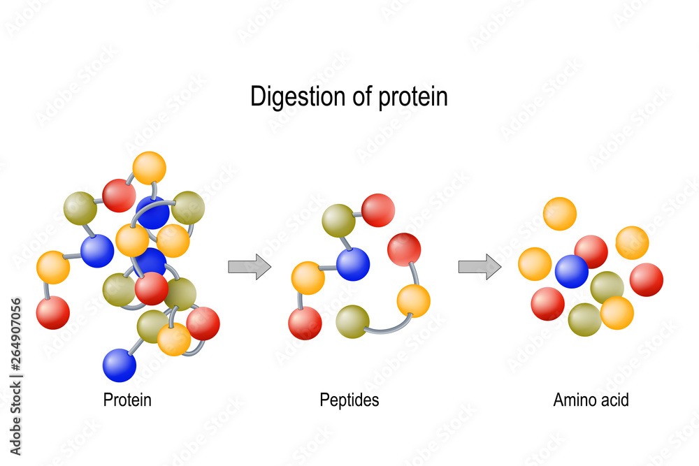 Digestion of Protein. Enzymes (proteases and peptidases), peptides and