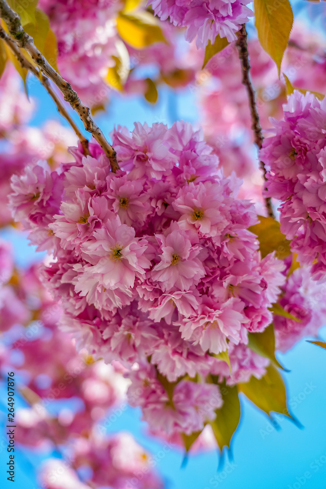 Details of the beautiful pink blossoms of the prunus against a deep blue sky 1 Details of the beautiful pink blossoms of the prunus against a deep blue sky 1